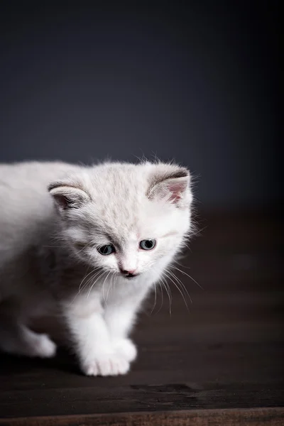Gattino persiano — Foto Stock
