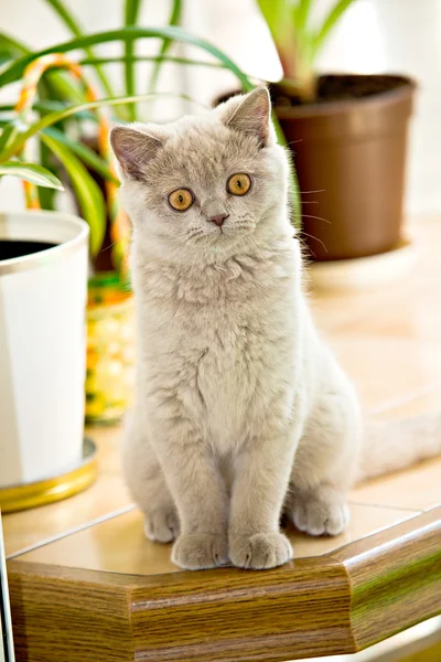 Британська короткошерста кошеня — стокове фото