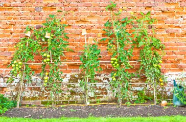 Tomato plants clipart