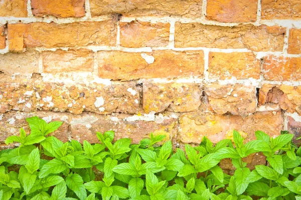 Mint in een tuin — Stockfoto