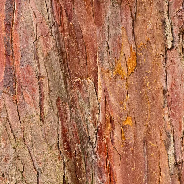 Stromová kůra — Stock fotografie