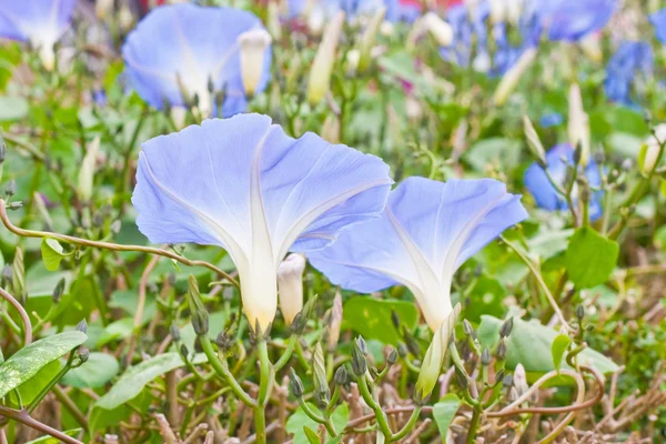 stock image Morning glory