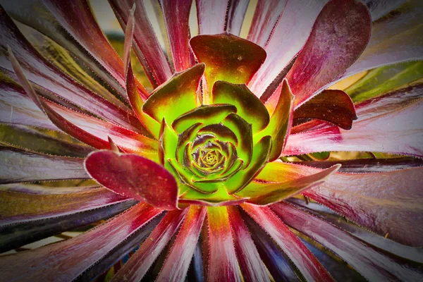 stock image Succulent aeonium