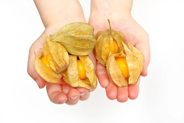 stock image Physalis