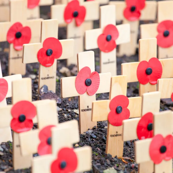 Remembrance poppies — Stock Photo, Image