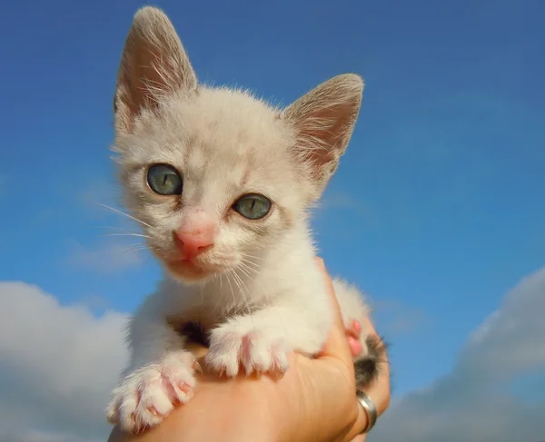 空の上の小さな子猫 — ストック写真