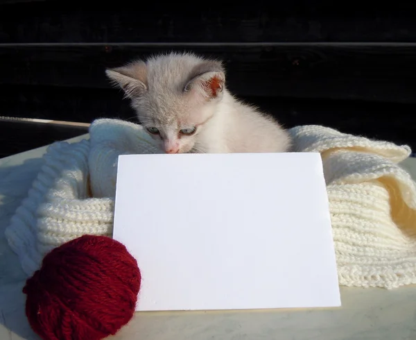 Kleines Kätzchen und leere Karte — Stockfoto