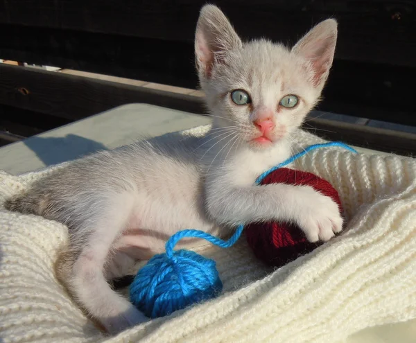 Kitten and yarn balls — Stock Photo, Image