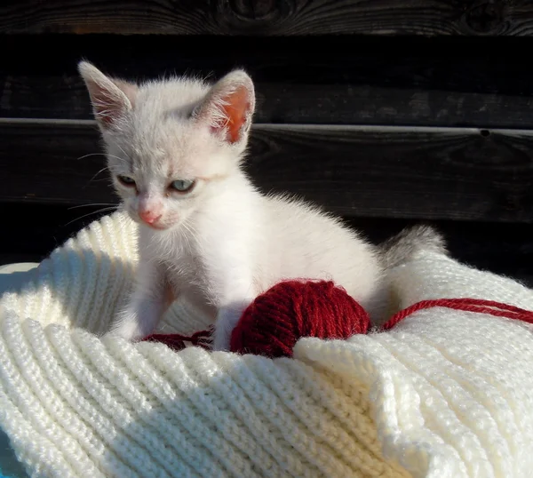 Cute little kitten and yarn — Stock Photo, Image