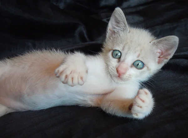 Playful kitten — Stock Photo, Image