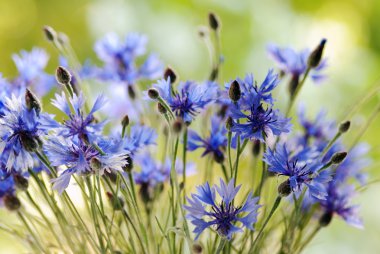 Cornflowers clipart