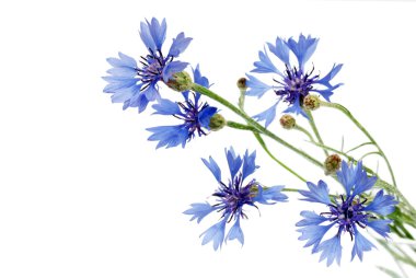 Bunch of cornflowers clipart