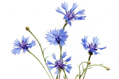 Blue flowers clipart