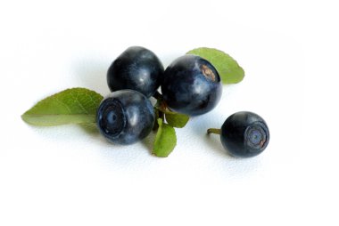 Bilberry close-up clipart