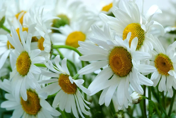 Vita blommor bakgrund — Stockfoto