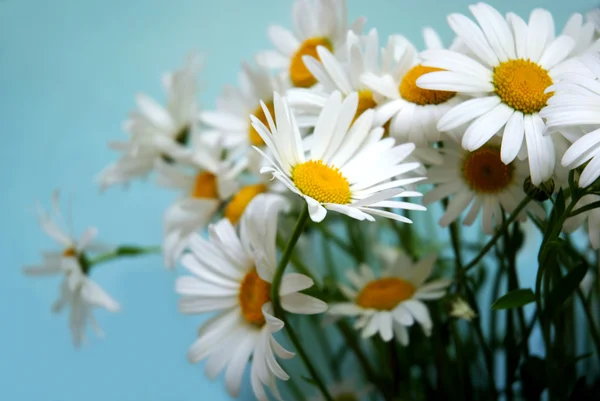 Monte de flores brancas — Fotografia de Stock