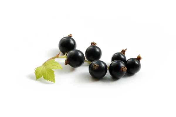 Svarta vinbär närbild — Stockfoto