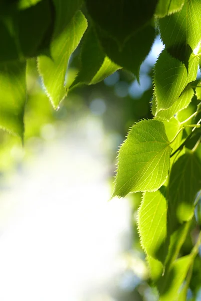 Linden leaves — Stock Photo, Image