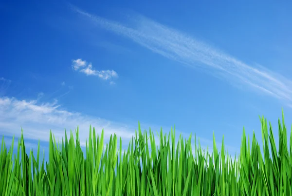 잔디 및 하늘 — 스톡 사진
