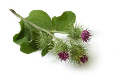 Burdock clipart