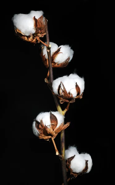 Branch of cotton — Stockfoto