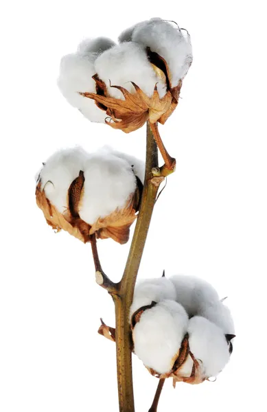 綿の枝 — ストック写真