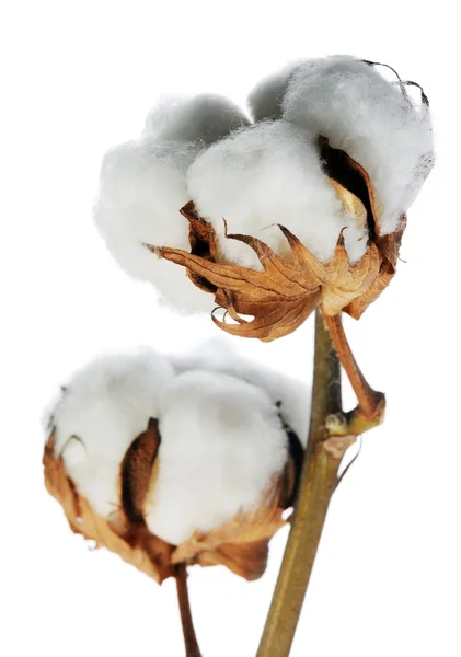 Branch of cotton Royalty Free Stock Images
