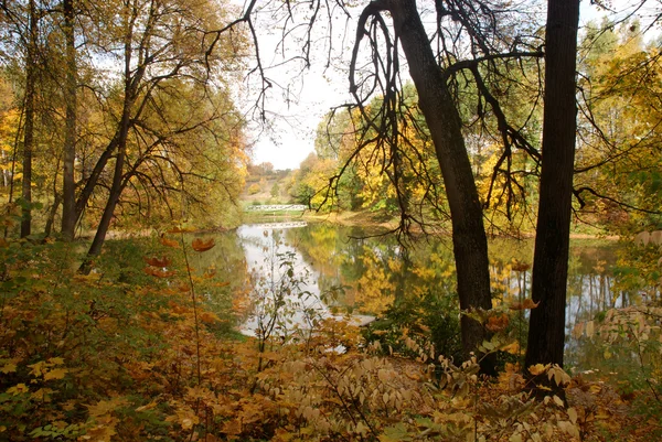 stock image Autumn