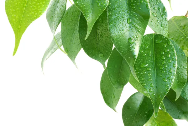 Leaves with drops — Stock Photo, Image