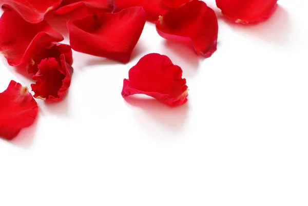 Rode bloemblaadjes — Stockfoto