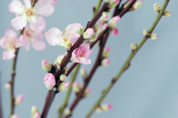 Flores de pêssego — Fotografia de Stock