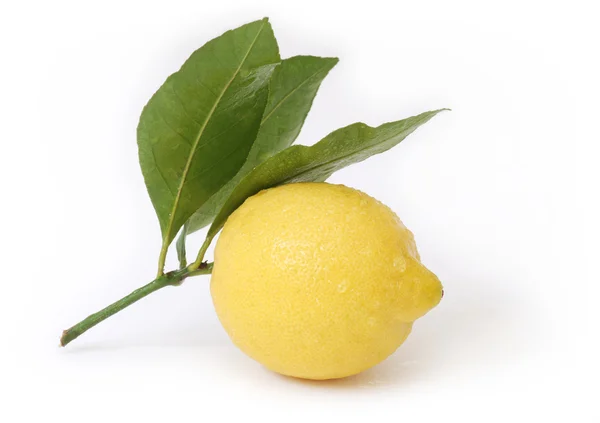 Limonlu Şubesi — Stok fotoğraf