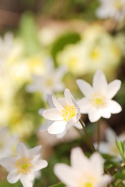 Bahar beyaz çiçekleri