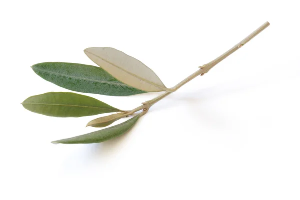 Branch of olive — Stockfoto