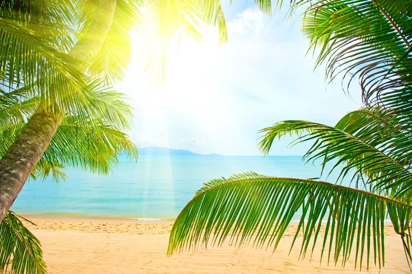 海滩和棕榈树在沙滩上面 — 图库照片