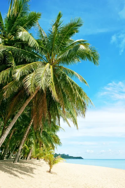 海滩和棕榈树在沙滩上面 — 图库照片