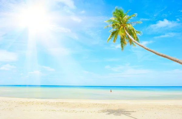 Beach with palm tree over the sand — Stock Photo, Image