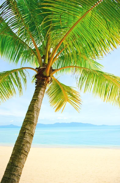 美丽的海滩和棕榈树在沙滩上面 — 图库照片