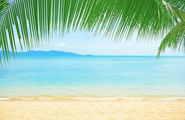 Belle plage avec palmier sur le sable — Photo