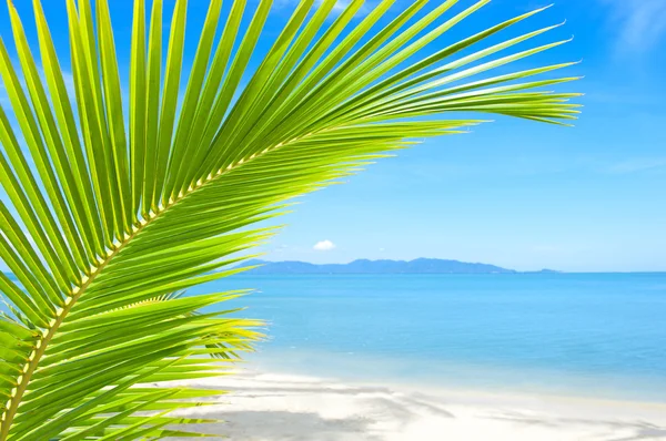 Hermosa playa con palmera sobre la arena —  Fotos de Stock
