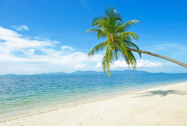 Piękna plaża z palmą na piasku — Zdjęcie stockowe