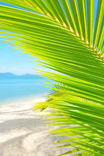 Красивий пляж з пальмою над піском — стокове фото