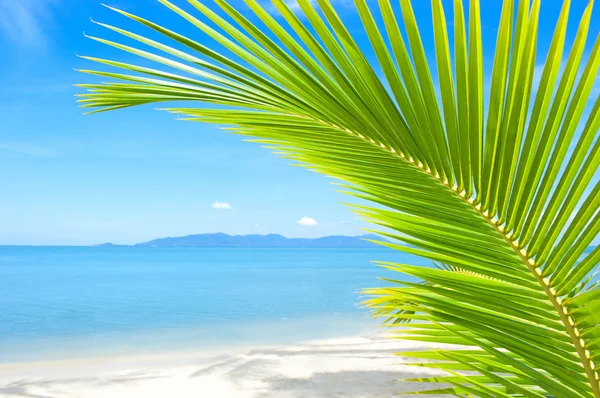 Красивый пляж с пальмой над песком — стоковое фото