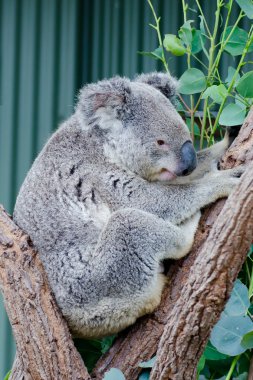 Avustralya koala