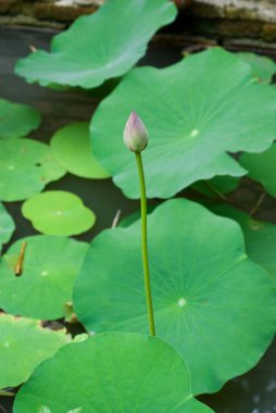 Lotus bud