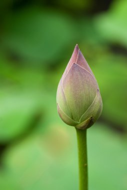 Lotus bud clipart