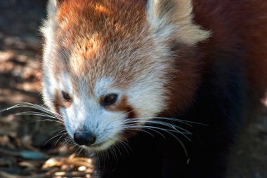 Red panda yakın çekim