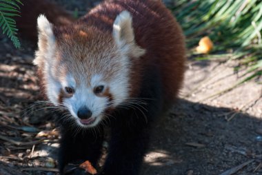 Red Panda clipart