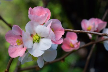 kiraz çiçekleri sakura