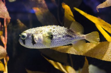 Porcupinefish